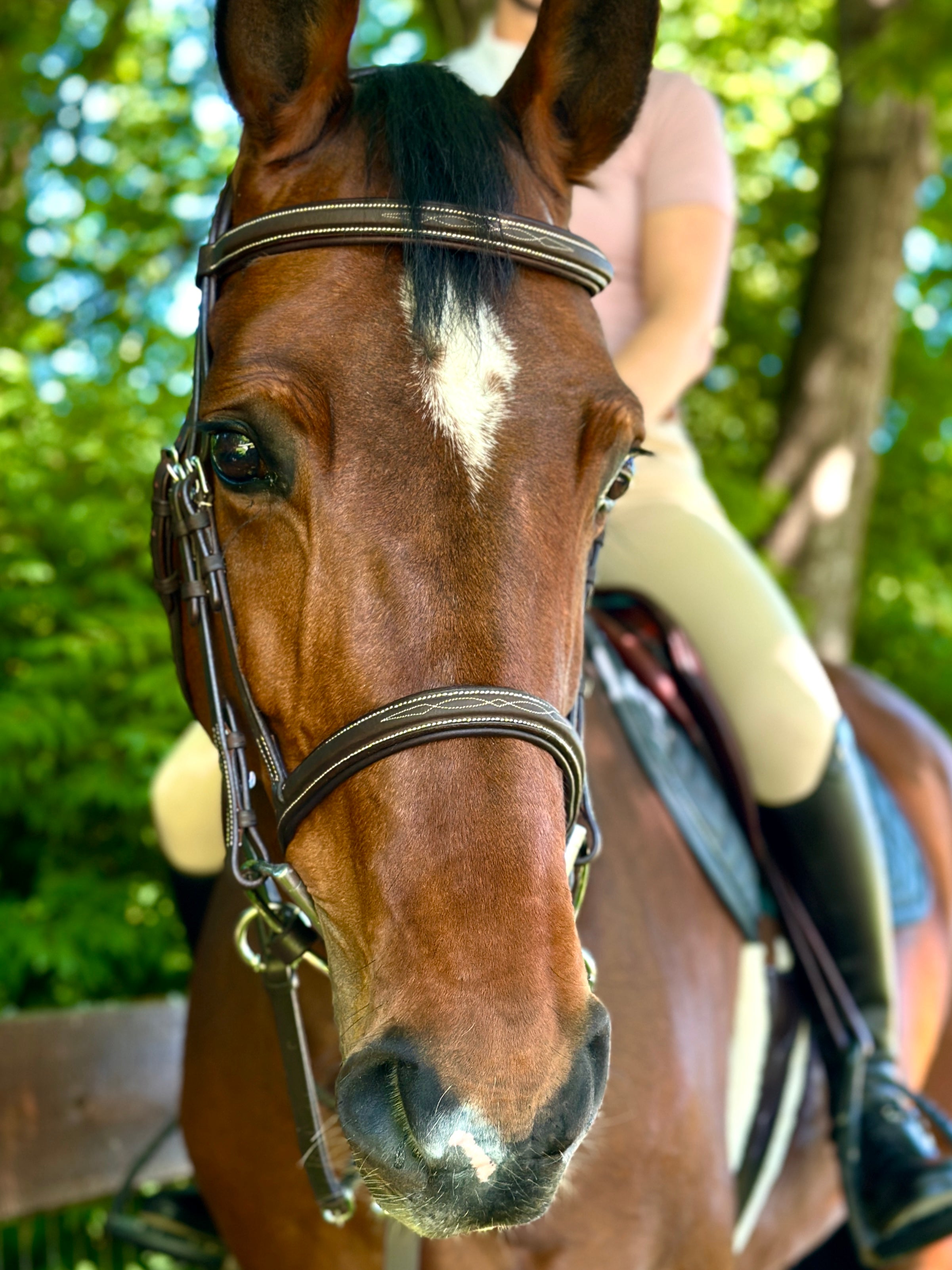 Oxford Classic Fancy Stitch Bridle