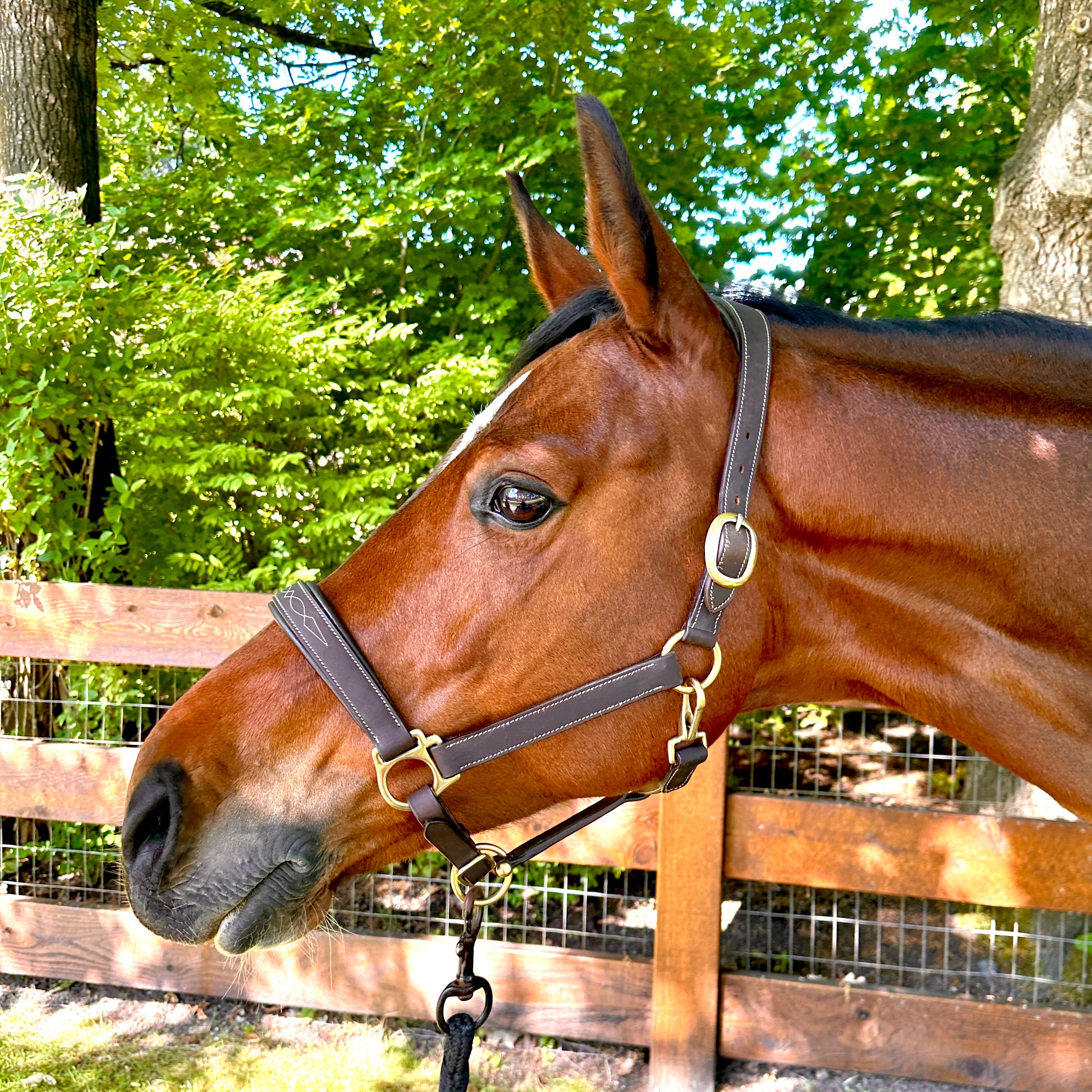 Oxford Fancy Stitch Show Halter