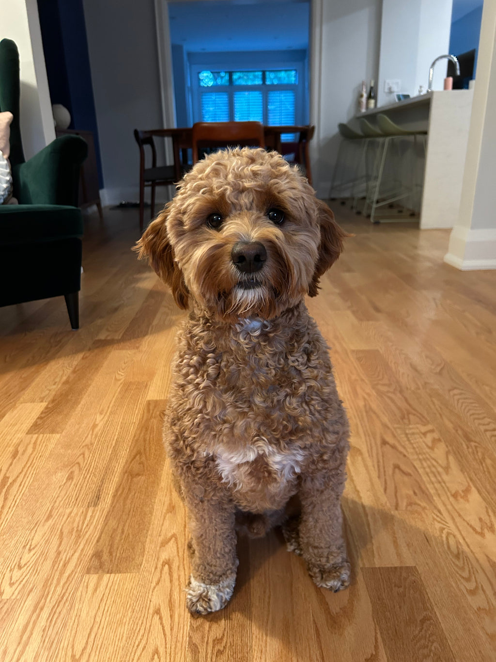 Custom Clay Pet Sculptures