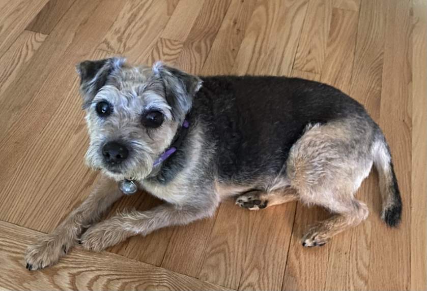 Custom Clay Pet Sculptures