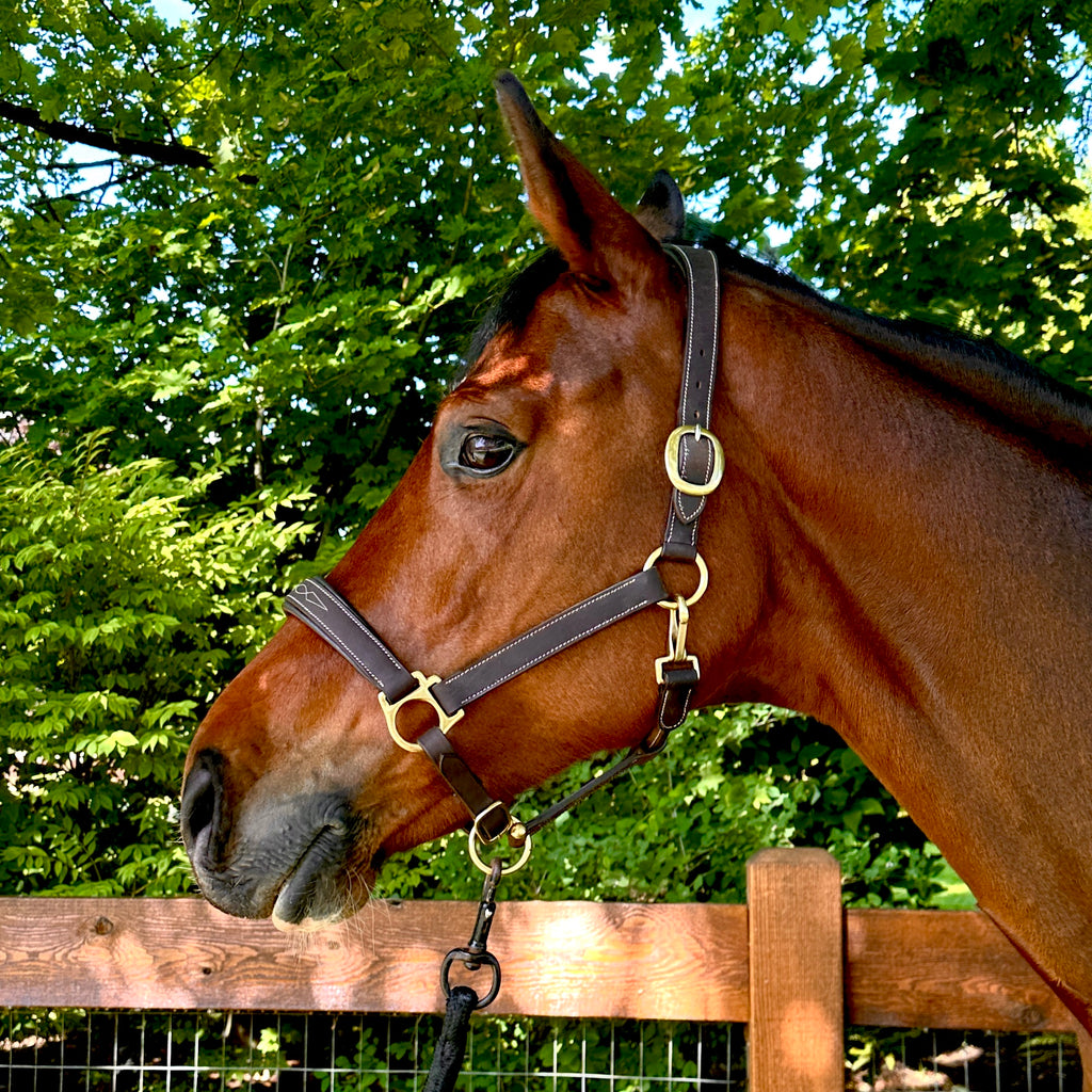 Oxford Fancy Stitch Show Halter