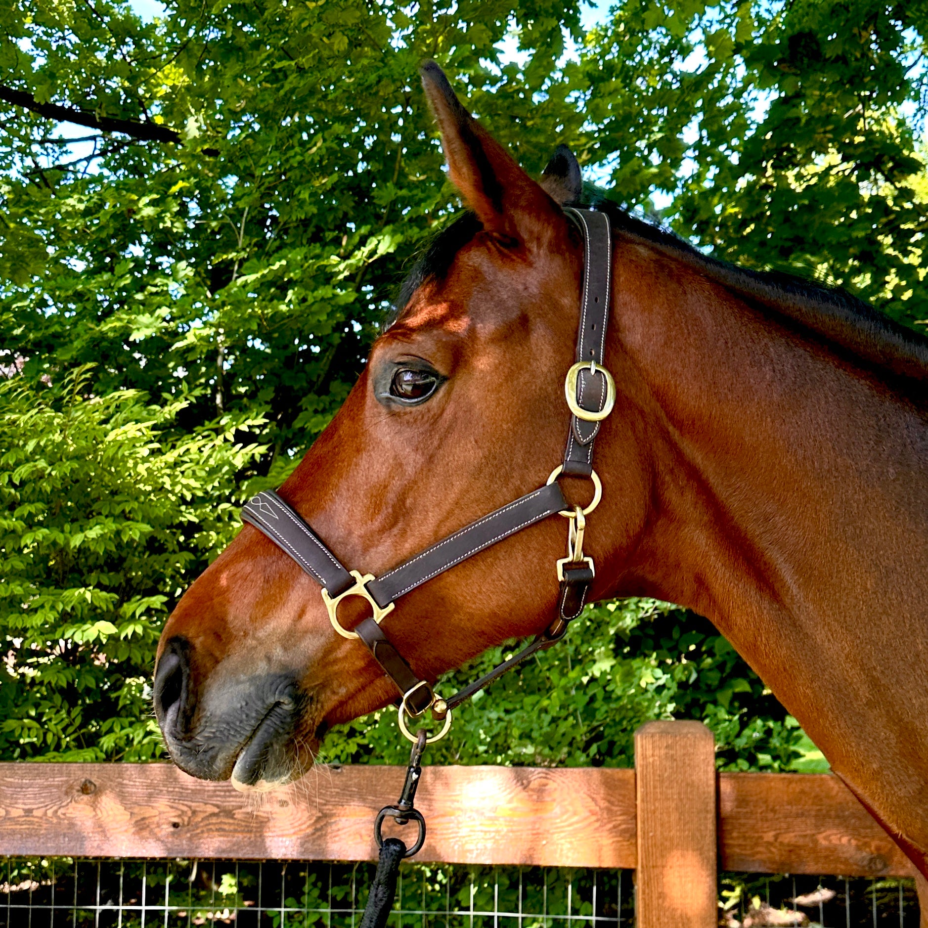 Oxford Fancy Stitch Show Halter