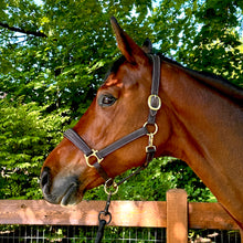 Oxford Fancy Stitch Show Halter