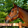 Oxford Fancy Stitch Show Halter