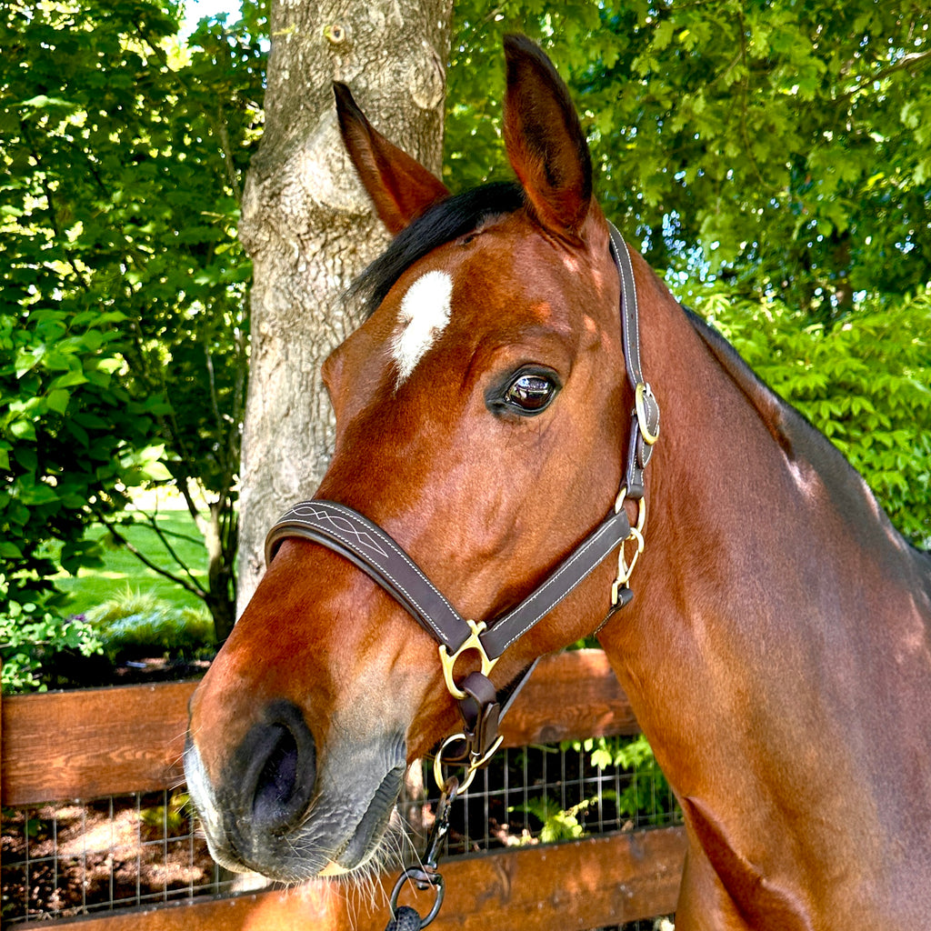 Oxford Fancy Stitch Show Halter