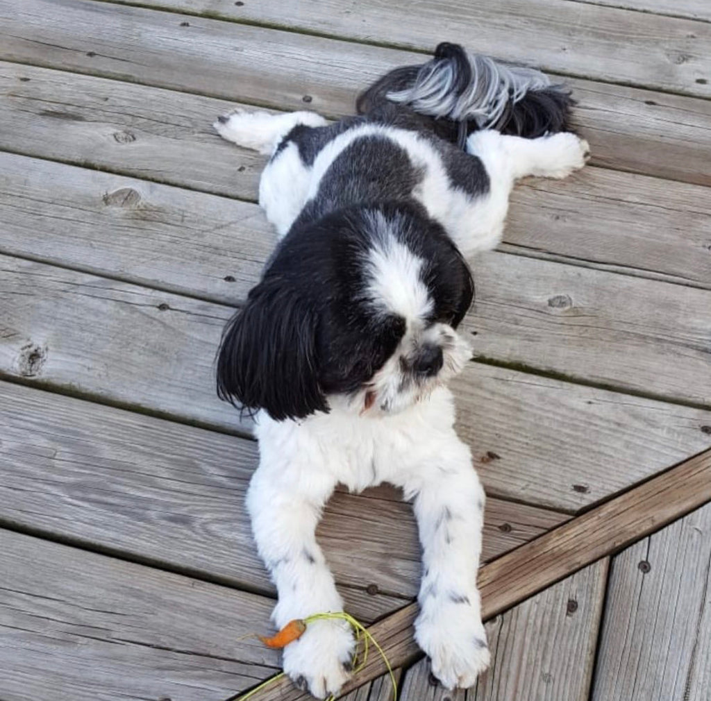 Custom Clay Pet Sculptures