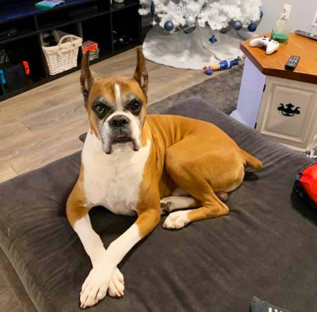 Custom Clay Pet Sculptures