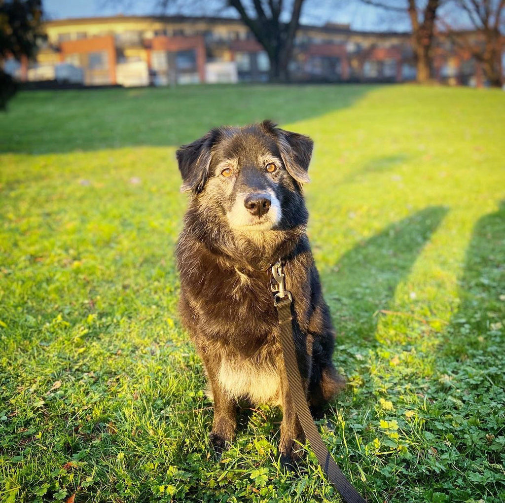 Custom Clay Pet Sculptures